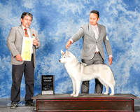Siberian Husky #10 Sun G3 Elvin Izaguirre Carlos Canto Judge Elizardo Valadez