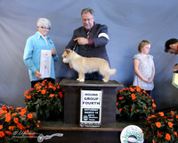 Portuguese Podengo Pequenos #5 Sat Hound Group 4 Carol Houlihan & Judy Ernst Agent David Williams Judge M Purkhiser  LR Houston Mar 2013