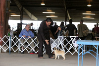 Pug Ring Sun LR Houston Mar 2013