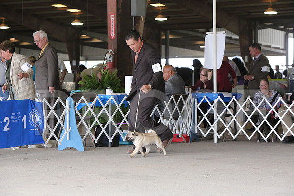 Pug-1220-LR