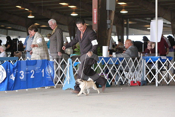 Pug-1222-LR