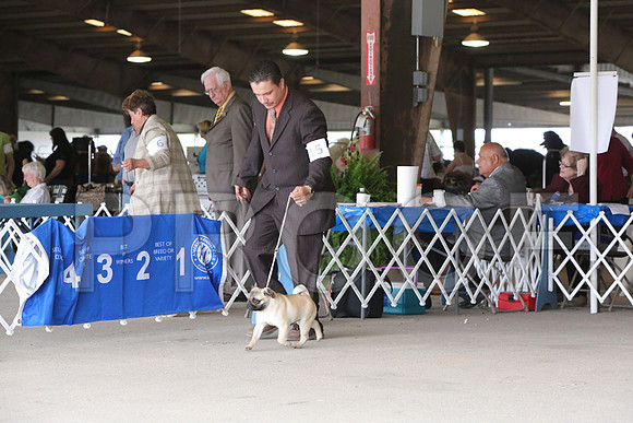 Pug-1223-LR