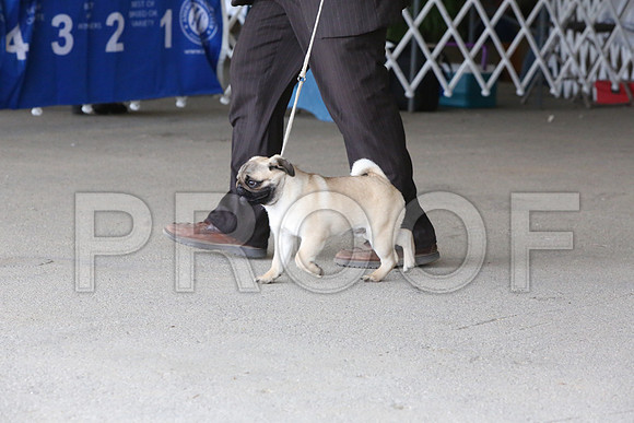 Pug-1225-LR