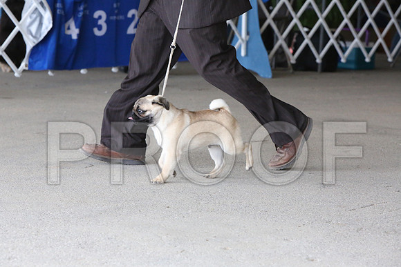 Pug-1226-LR