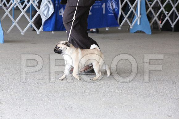 Pug-1227-LR