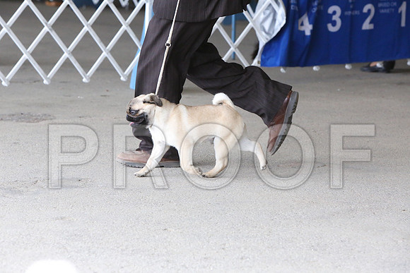 Pug-1229-LR