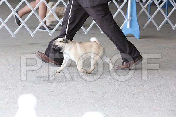 Pug-1231-LR