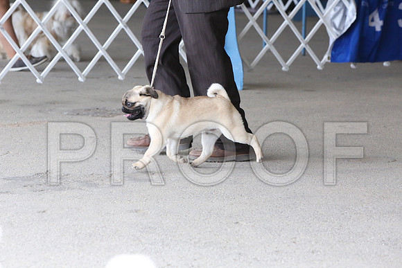 Pug-1230-LR