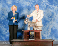 Miniature Schnauzer #5 Sun BOB Benson Carl and Carol Judge Vivki Abbott