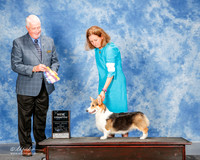 Pembroke Welsh Corgi #6 Sun NC Perry MArcene and Tammy Floyd and Sharon Wild DVM Judge Steve Keating