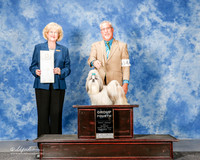 Shih Tzu #14 Sun G4 Dan Haley Judge Vicki Abbott