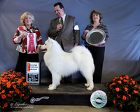 Samoyed #9 Sat Working Group 2 Lynette Blue Judge K McFarlane LR Houston Mar 2013