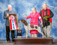 German Shorthaired Pointer #5 Sun BIS Swensson Carlene and M R Lara BVM Judge Steve Keating