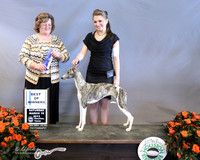 Whippet #6 Sat Best of Winners Mark & Trestina Gilbert Judge P Hlatky LR Houston Mar 2013