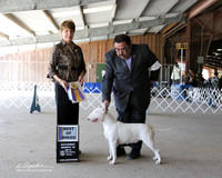 White Bull Terrier #10 Sat Best of Breed Andres Alejandro Alvarez Judge S Goldberg LR Houston Mar 2013