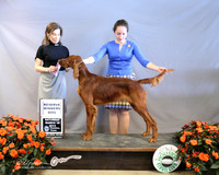 rish Setter #21 Sat Reserve Winners Dog Candy Kane Zawila Judge C Vogels LR Houston Mar 2013