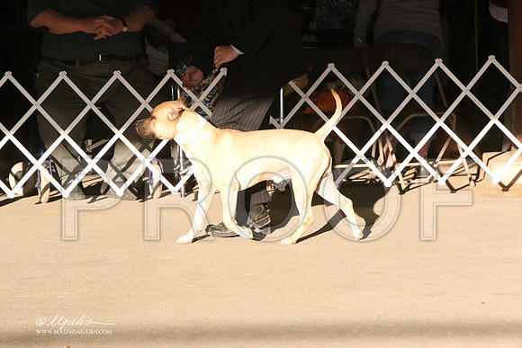 AmStaff-5370-LR