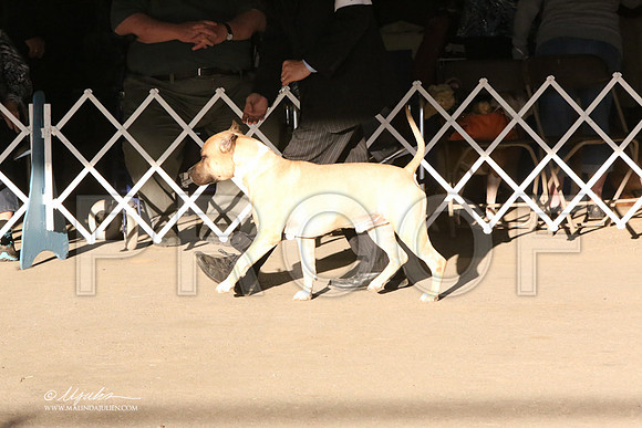AmStaff-5371-LR