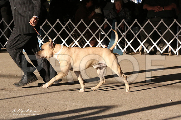 AmStaff-5383-LR