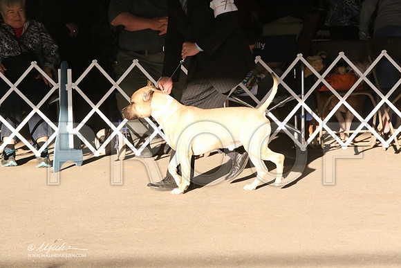 AmStaff-5372-LR