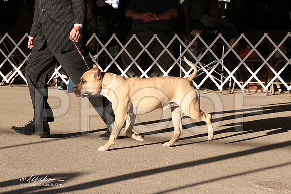 AmStaff-5381-LR