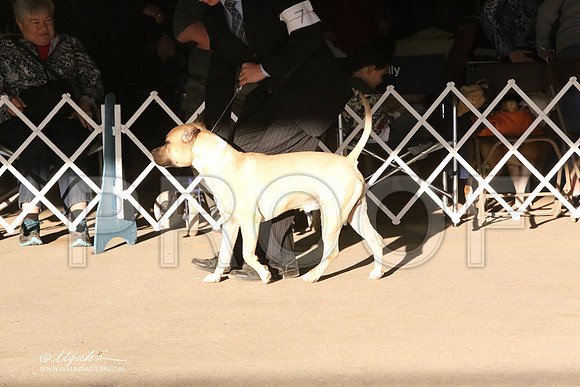 AmStaff-5373-LR