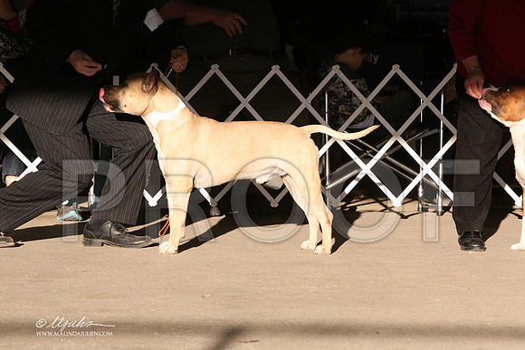 AmStaff-5379-LR