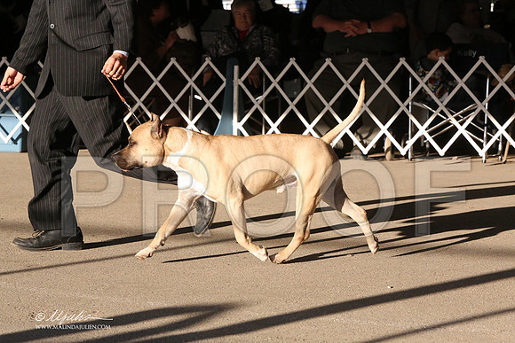 AmStaff-5382-LR