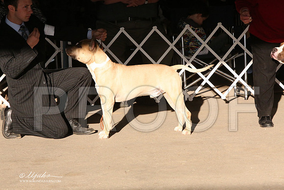 AmStaff-5376-LR