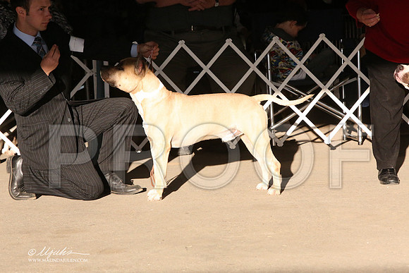 AmStaff-5377-LR