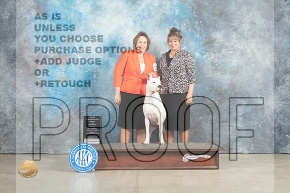 Dogo Argentino #12 Sun WBMCh Judge John Lucas_MJ_2339_Midland2023_HR3