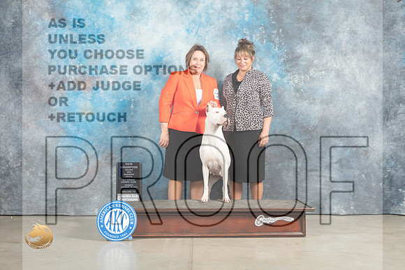 Dogo Argentino #12 Sun WBMCh Judge John Lucas_MJ_2340_Midland2023_HR3