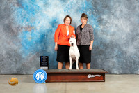 Dogo Argentino #12 Sun WBMCh Judge John Lucas