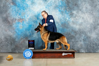 German Shepherd Dog #9 Sun WDBOWBOS Judge Elizabeth Muthard