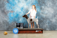 German Shorthaired Pointer #19 Sun SDMGCH Judge John Lucas