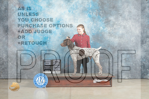 German Shorthaired Pointer #19 Sun SDMGCH Judge John Lucas_MJ_2329_Midland2023_HR3