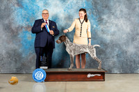 German Shorthaired Pointer #21 Sun BOW Judge John Lucas