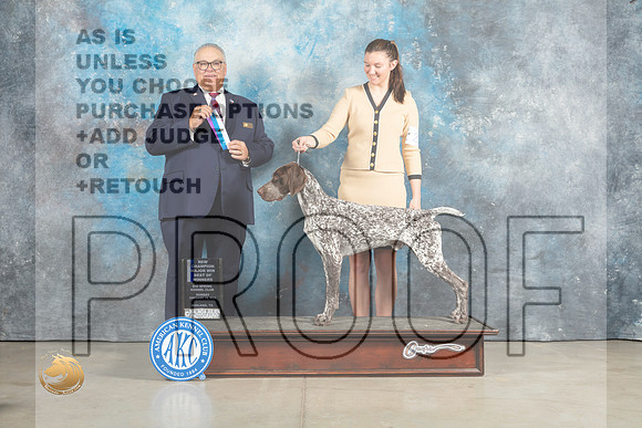 German Shorthaired Pointer #21 Sun BOW Judge John Lucas_MJ_2296_Midland2023_HR3