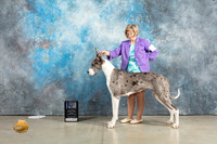 Great Dane #12 Sun BOWWB Judge Jon Cole
