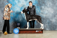 Great Dane #9 Thurs WDBOW Judge Elizardo Valadez r