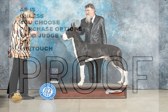 Great Dane #9 Thurs WDBOW Judge Elizardo Valadez r_MJ_2254e_Midland2023_HR3