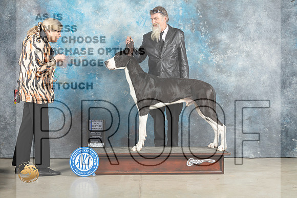 Great Dane #9 Thurs WDBOW Judge Elizardo Valadez r_MJ_2255_Midland2023_HR3