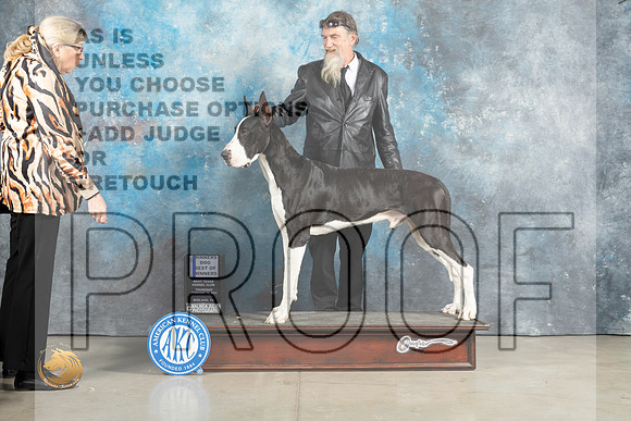 Great Dane #9 Thurs WDBOW Judge Elizardo Valadez r_MJ_2258_Midland2023_HR3