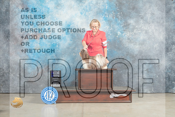 Havanese #24 Sun WBM Judge Charles Olvis_MJ_2291_Midland2023_HR3