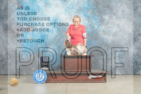 Havanese #24 Sun WBM Judge Charles Olvis_MJ_2292_Midland2023_HR3