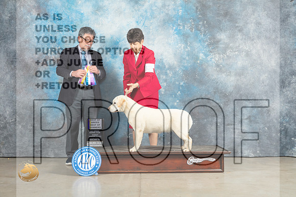 Labrador Retriever #32 Sun BOWBOB Judge Elizardo Valadez_MJ_2334_Midland2023_HR3