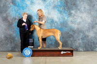 Rhodesian Ridgeback #10 Sun WB Judge Judith Brown