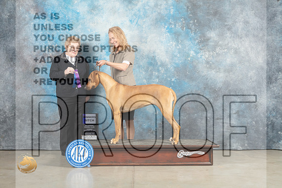 Rhodesian Ridgeback #10 Sun WB Judge Judith Brown_MJ_2312_Midland2023_HR3