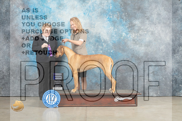Rhodesian Ridgeback #10 Sun WB Judge Judith Brown_MJ_2313_Midland2023_HR3