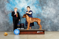 Rhodesian Ridgeback #9 Sun BOB Judge Judith Brown